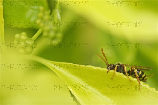 Red legged wasp-like bee