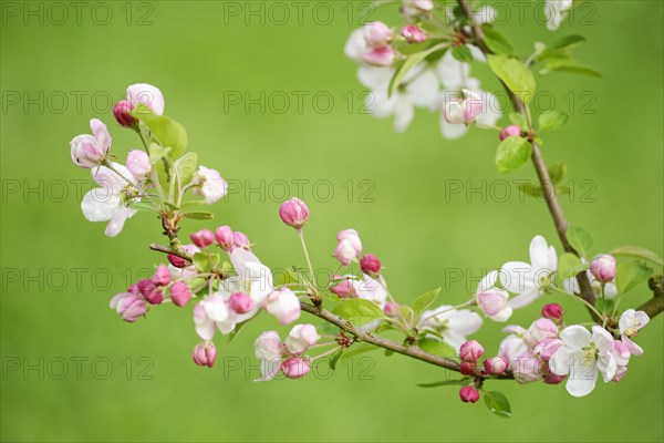 European crab apple