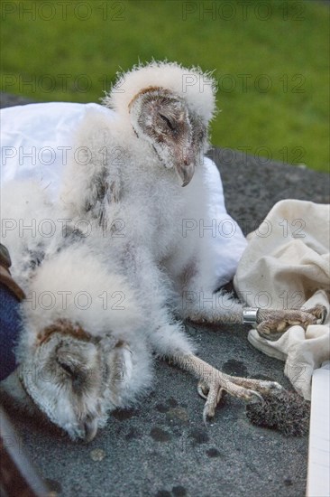 Barn owl