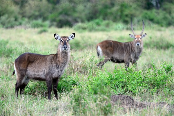 Defassa waterbuck male and female grazing