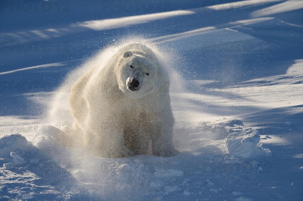 Polar bear