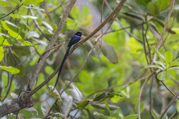 Seychelles paradise-flycatcher