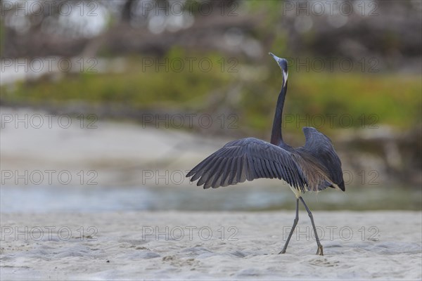 Tricolored heron