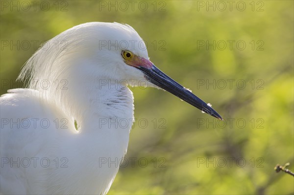 Snowy Egret