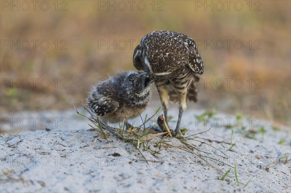 Burrowing owl