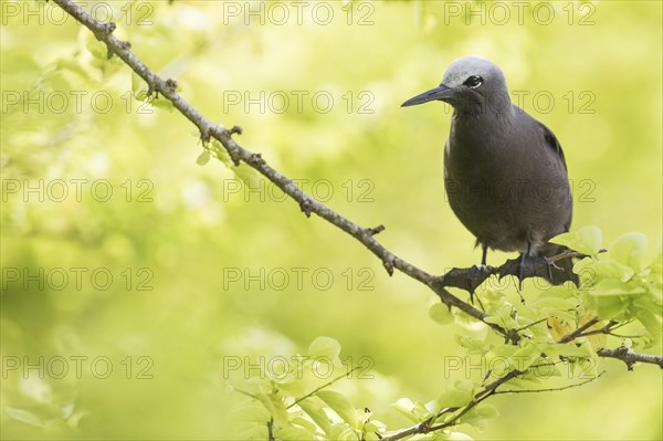 Lesser noddy