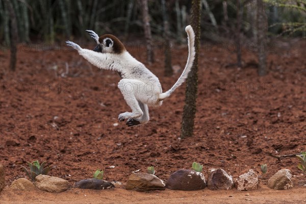 Verreaux's sifaka