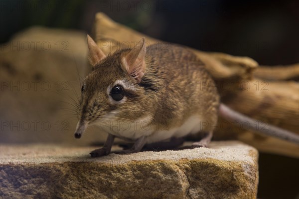 Rufous elephant shrew