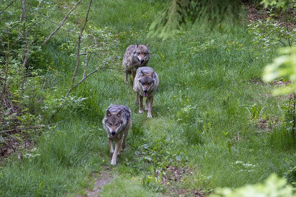 Gray wolves