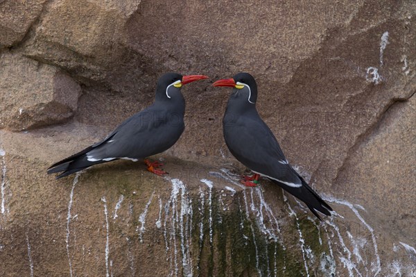 Inca terns