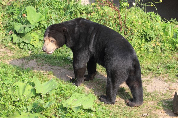 Malayan sun bear