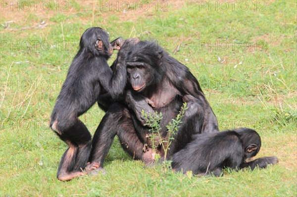 Bonobos