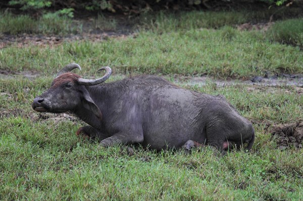 Asian water buffalo