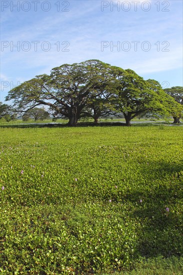 Lake and thick-stalked Common water hyacinth