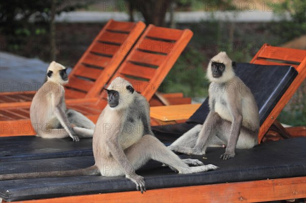 Entellus langur of Ceylon