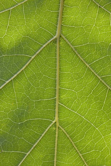 Leaf