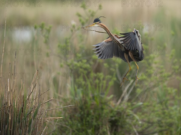 Purple heron