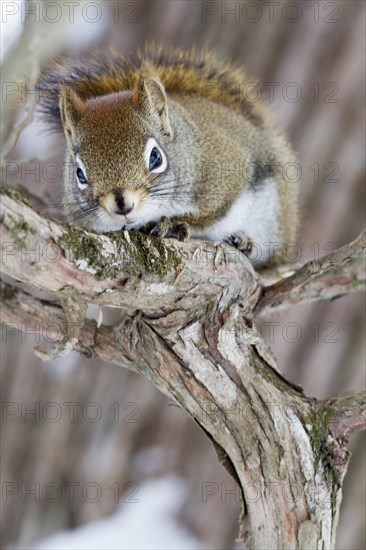 Red squirrel perched on a branch