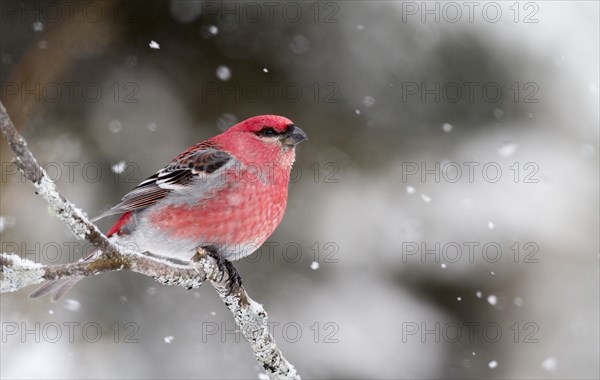 Male Pine Grosbeak