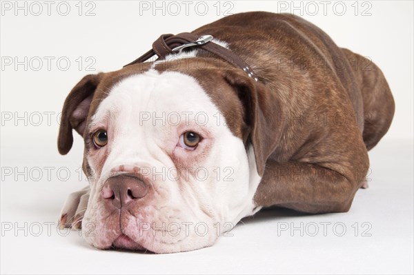 Olde English Bulldog