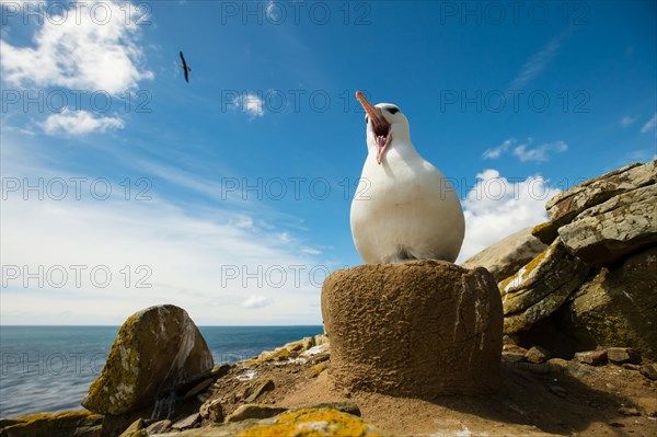 Black-browed Albatross