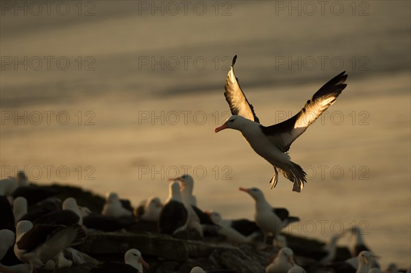 Black-browed Albatross