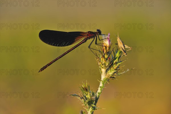 Copper demoiselle