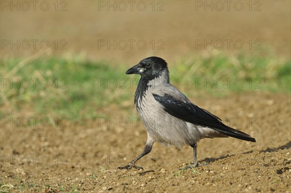 Hooded crow