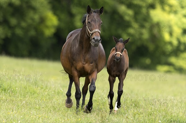 English thoroughbred