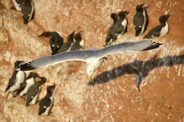 Common European gull