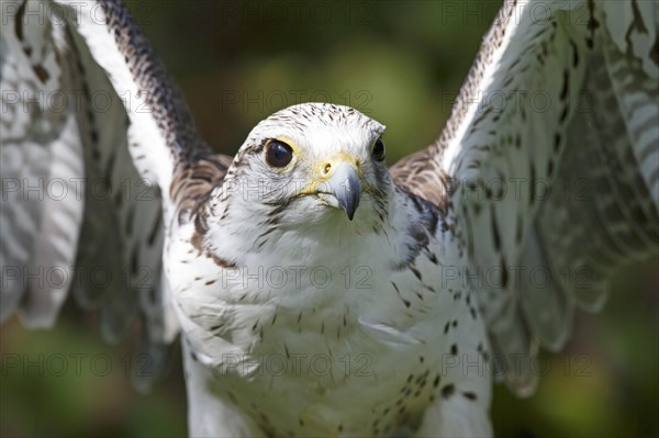 Saker falcon