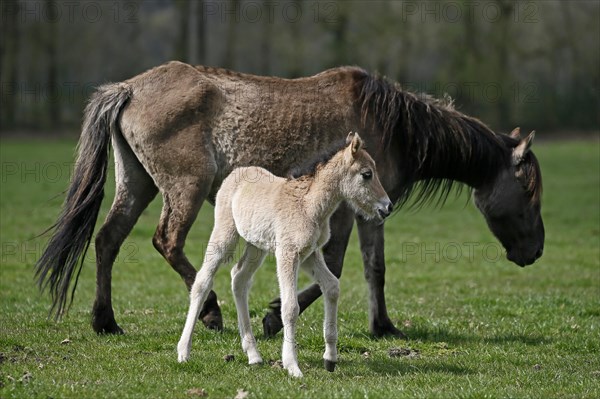 Wild Horse Duelmen