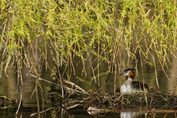 Great crested grebe