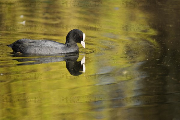 Eurasian coot