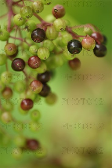 Black Elder or European Elderberry