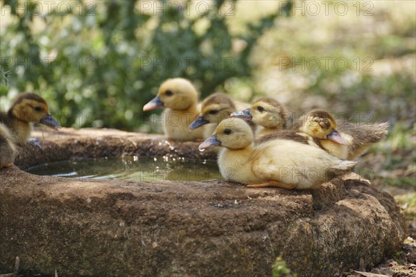 Ducklings at the trough