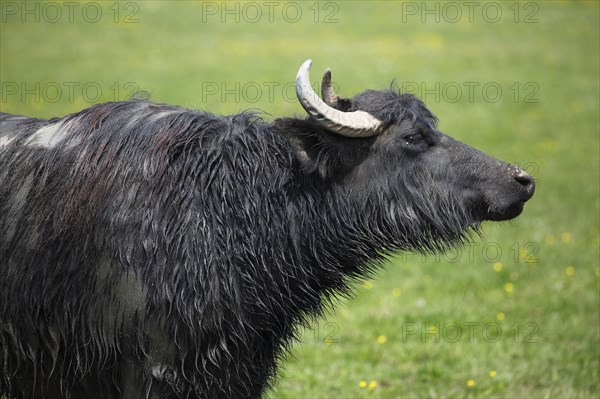 Water buffalo