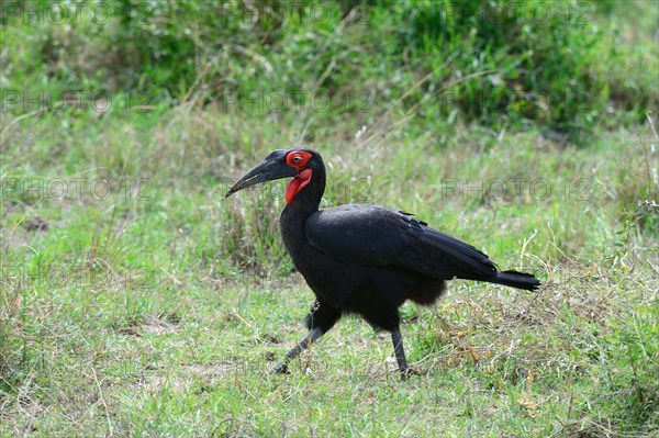 Southern Ground Hornbill