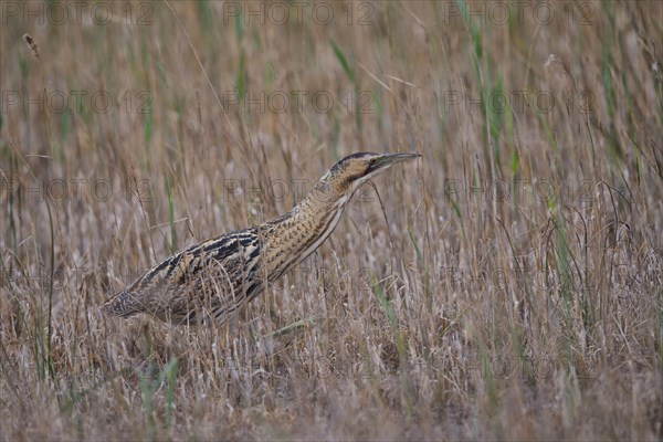 Eurasian bittern