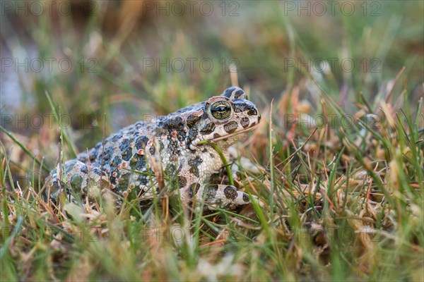 Green Toad