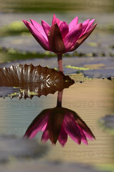 Water Lily