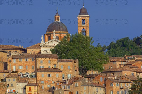 Urbino