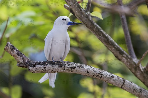 White tern