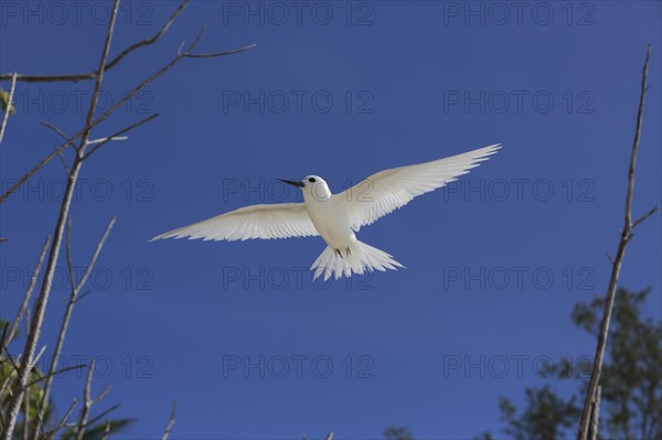 White tern