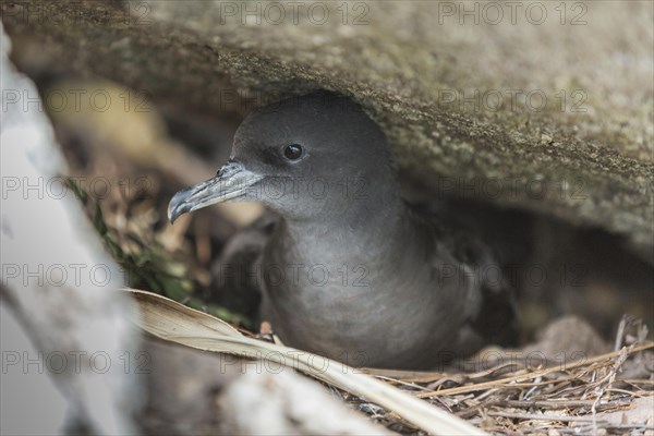 Wedge-tailed Shearwater