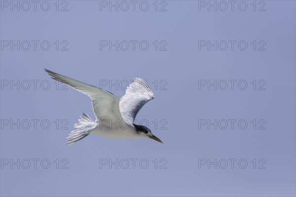 Greater Crested Tern