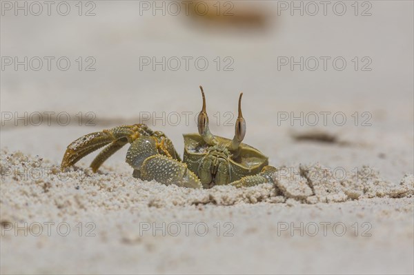 Ghost crab