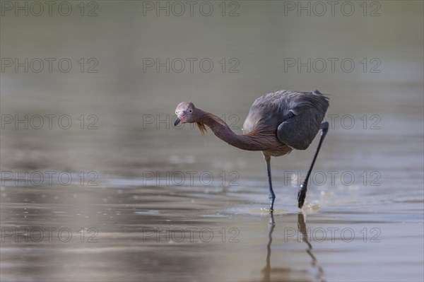 Blue-footed heron