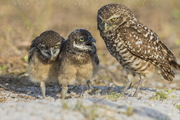 Burrowing owl