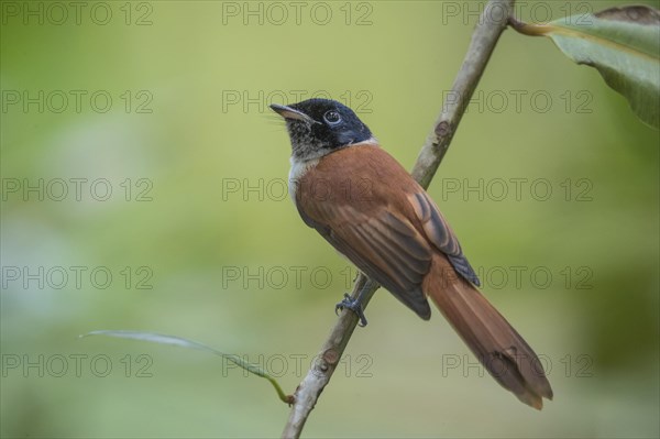 Seychelles Paradise Flycatcher f